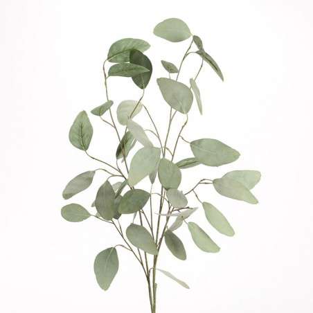 Eucalyptus Niphophila H.90cm