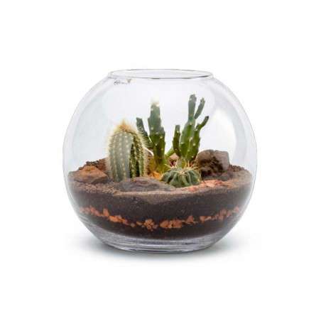 Terrarium boule cactus TAMPICO